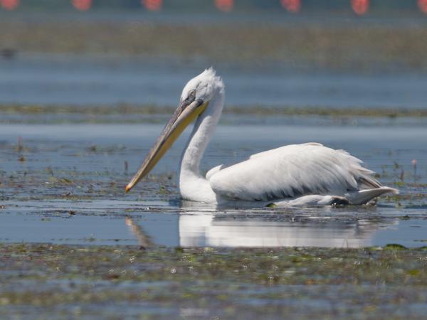Roze pelikaan (Pelecanus onocrotalus)